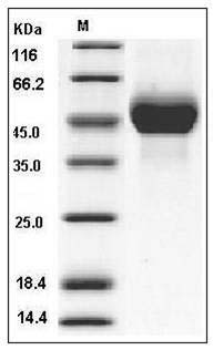 Influenza A H5N1 (A/duck/Hunan/795/2002) Hemagglutinin Protein (HA1 Subunit) (His Tag) SDS-PAGE