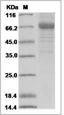 Cynomolgus / Rhesus CD207 / Langerin Protein (Fc Tag)
