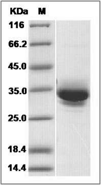 Human JAM3 / JAM-C Protein SDS-PAGE