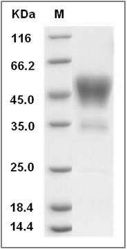 Mouse CD24 / Ly-52 / CD24A Protein (Fc Tag) SDS-PAGE