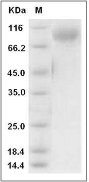 Rat IL13RA1 Protein (Fc Tag) SDS-PAGE