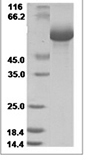 Human LILRB5/CD85c/LIR-8 Protein 14116