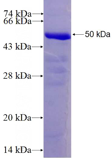 Recombinant Human BMP2 SDS-PAGE