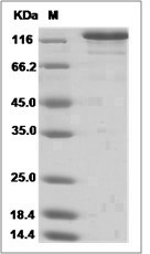 Bacillus thuringiensis Cry1Ac Protein (His Tag)