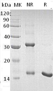 Human GFER/ALR/HERV1/HPO (His tag) recombinant protein