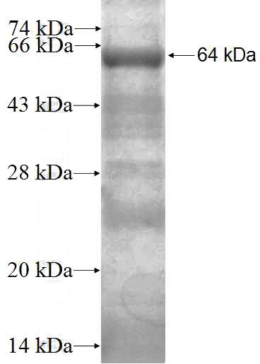 Recombinant Human GPSM2 SDS-PAGE