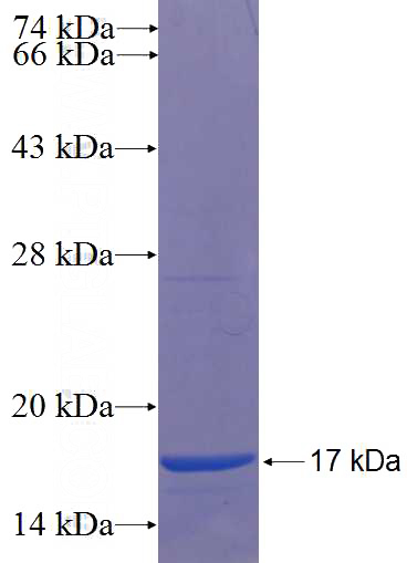 Recombinant Human C19orf53 SDS-PAGE
