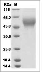 Vtcn1 protein SDS-PAGE