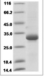 Human BTN3A1 / CD277 Protein 14134