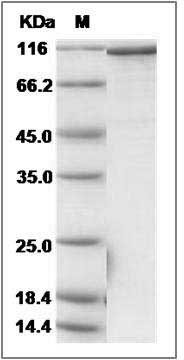 Human HNRNPR / HNRNP-R / HNRNP R Protein (His & GST Tag) SDS-PAGE