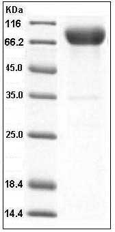 Human CD226 / DNAM-1 Protein (His & Fc Tag) SDS-PAGE