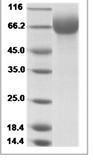 Human LILRA1 recombinant protein (C-His)