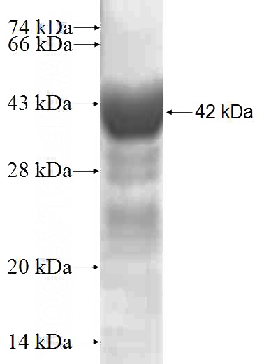 Recombinant Human EIF1AX SDS-PAGE