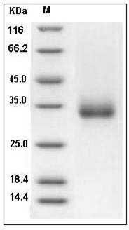 Cynomolgus CD32b / FCGR2B Protein (His & AVI Tag), Biotinylated SDS-PAGE