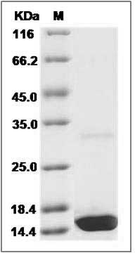 Canine IL17 / IL17A Protein SDS-PAGE