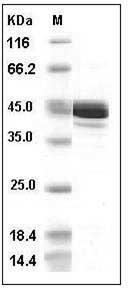 Human Fumarate Hydratase (His Tag) recombinant protein