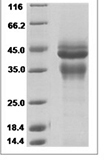 Human IL12A & IL12B recombinant protein (Native)