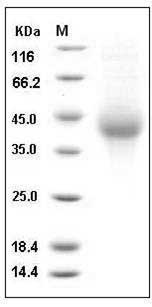 Human TNFRSF4 / OX40 / CD134 Protein (His Tag) SDS-PAGE