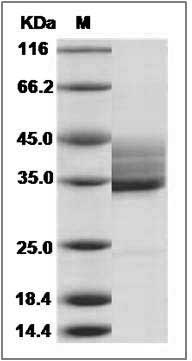 Human HCST / DAP10 Protein (Fc Tag) SDS-PAGE