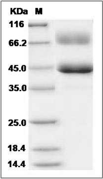 Canine ALK-2 / ACVR1 / ALK2 Protein (Fc Tag)