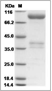 Rat EphA3 Protein (Fc Tag)