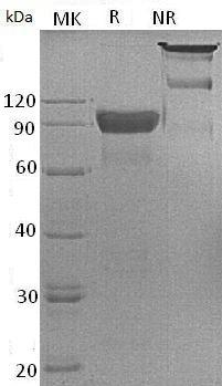 Human SIRPA/BIT/MFR/MYD1/PTPNS1 (Fc tag) recombinant protein