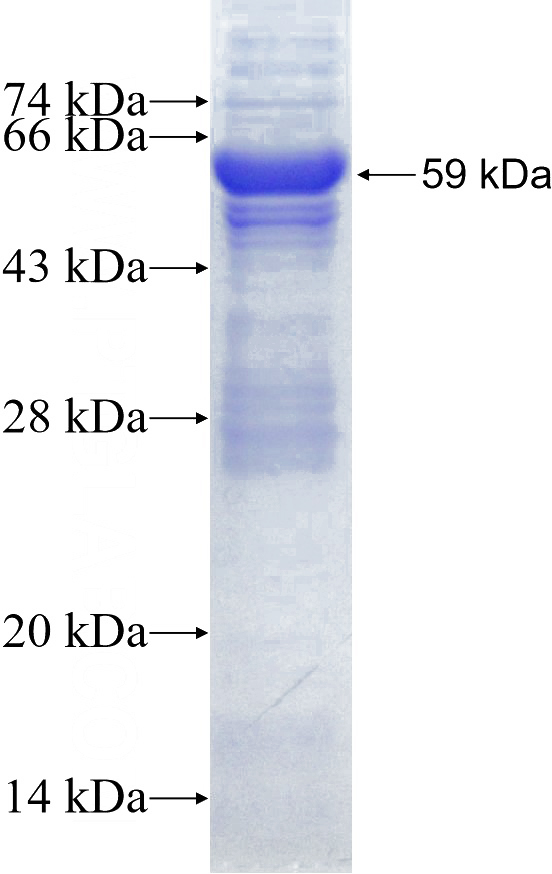 Recombinant Human ARR3 SDS-PAGE