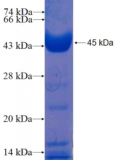 Recombinant Human TOM70 SDS-PAGE
