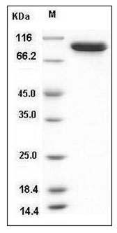 Escherichia coli acnB Protein SDS-PAGE