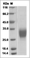 Mouse Erythropoietin / EPO Protein SDS-PAGE