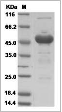 TMED9 protein SDS-PAGE