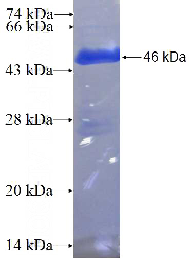 Recombinant Human EIF3B SDS-PAGE