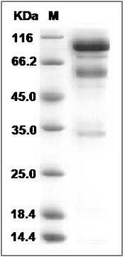Rat HGF / Hepatocyte Growth Factor Protein SDS-PAGE