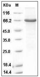 Human ANGPTL5 Protein (GST Tag) SDS-PAGE