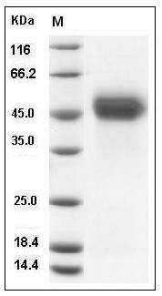 Human PLAUR/CD87 (His Tag) recombinant protein