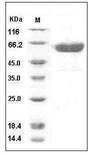 Human CD137 / 4-1BB / TNFRSF9 Protein (His & Fc Tag) SDS-PAGE
