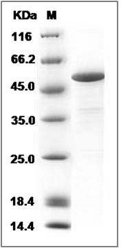Human Calsequestrin-1 / CASQ1 Protein SDS-PAGE