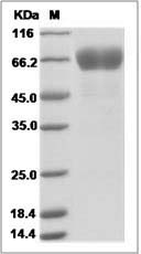 Human STOM / EPB72 Protein (Fc Tag)