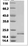 Human IFNA5/IFNaG Protein 14492