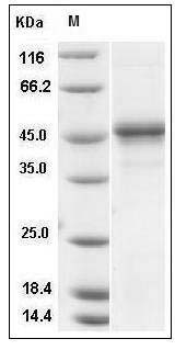 Mouse PDGF-C / SCDGF Protein (Fc Tag) SDS-PAGE