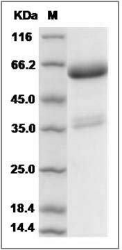 Rat TNFRSF11A Protein (Fc Tag) SDS-PAGE