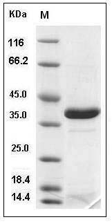 Human APEX1 / AP / APEx / Ref-1 Protein (His Tag) SDS-PAGE