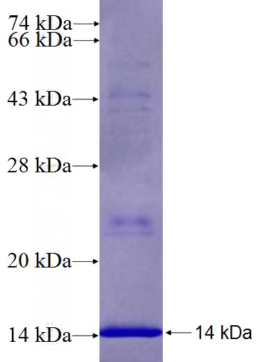 Recombinant Human DHCR7 SDS-PAGE