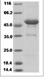 Human TNFSF14/LIGHT/CD258 Protein 14124