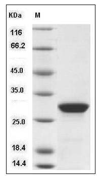 Human PTH / parathyroid hormone Protein (aa 32-65, GST Tag) SDS-PAGE