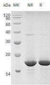 Human FGF2/FGFB recombinant protein
