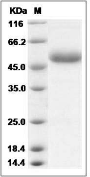 Cynomolgus / Rhesus CTLA4 / CD152 Protein (Fc Tag) SDS-PAGE