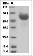 HA protein SDS-PAGE