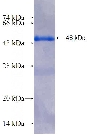 Recombinant Human TRIM54 SDS-PAGE