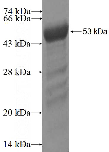 Recombinant Human PPIL4 SDS-PAGE